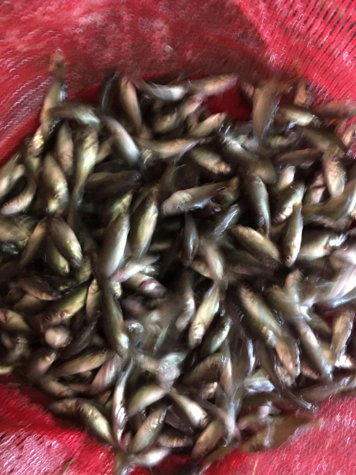 Silver fingerlings
