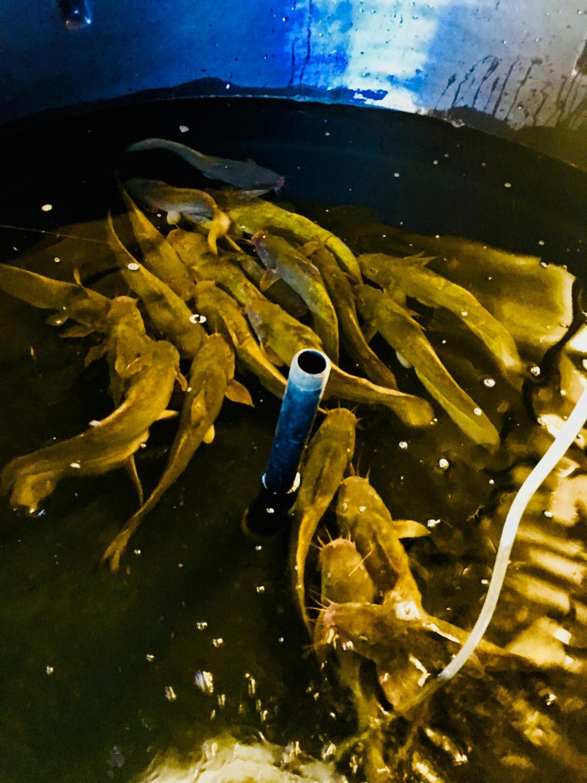 Eel-tailed Catfish Breeders