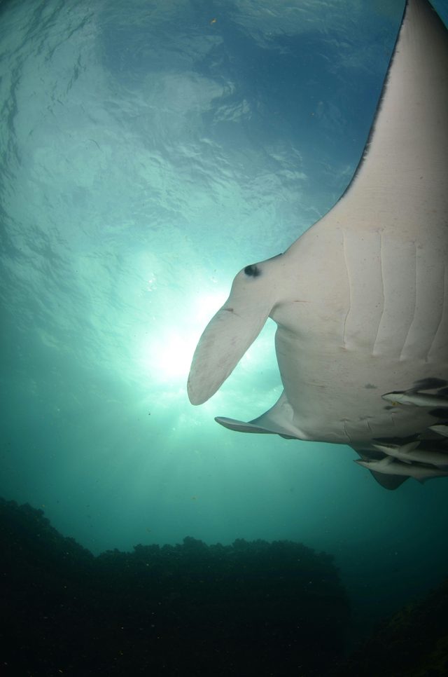Sundive Byron Bay