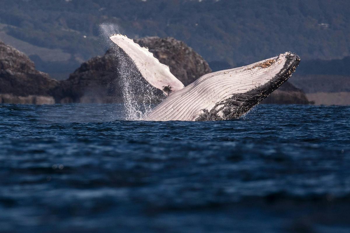 Whale Watching