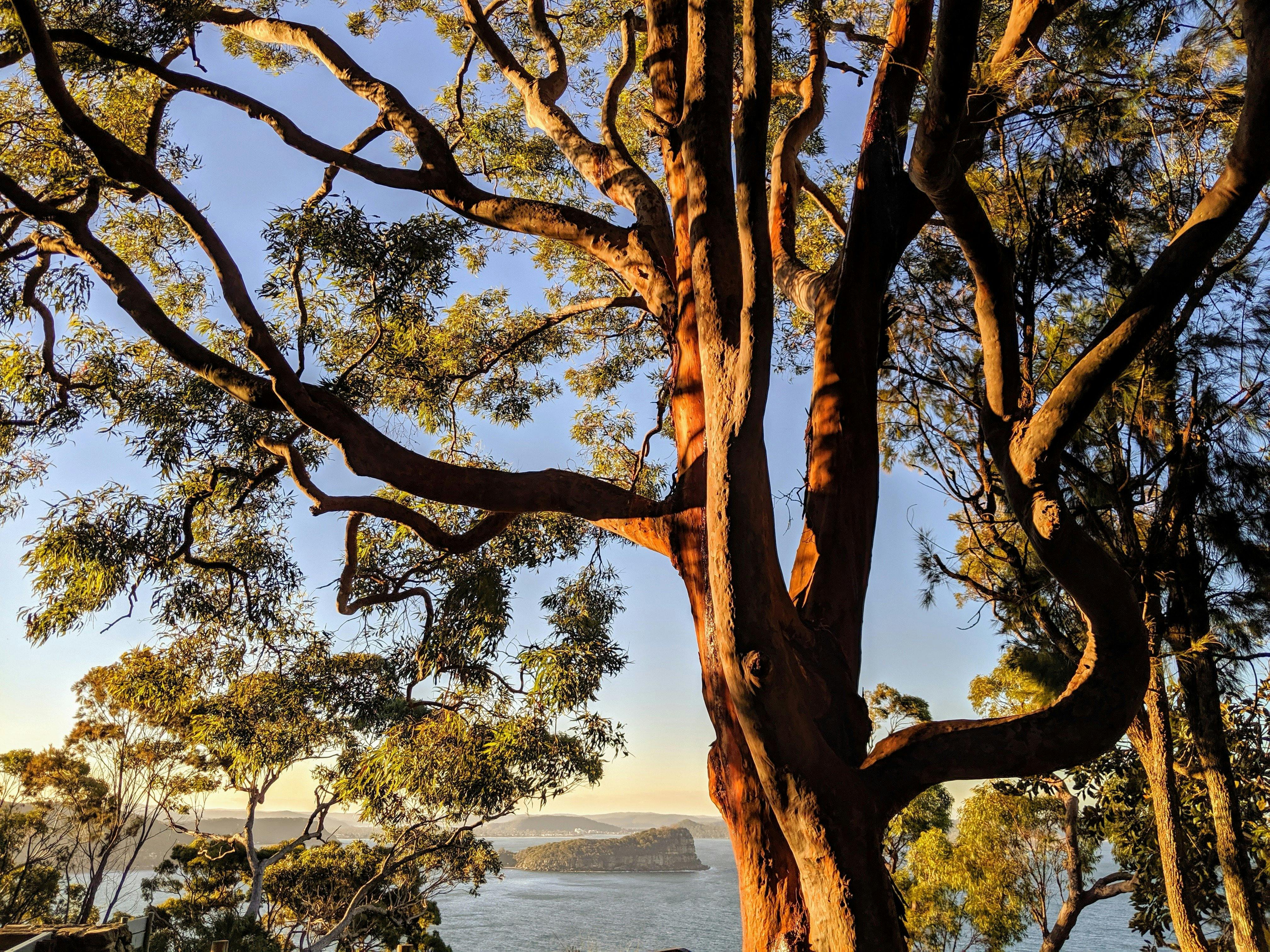 See amazing vistas in Eucalyptus forest on a Manly and Northern Beaches tour of Sydney