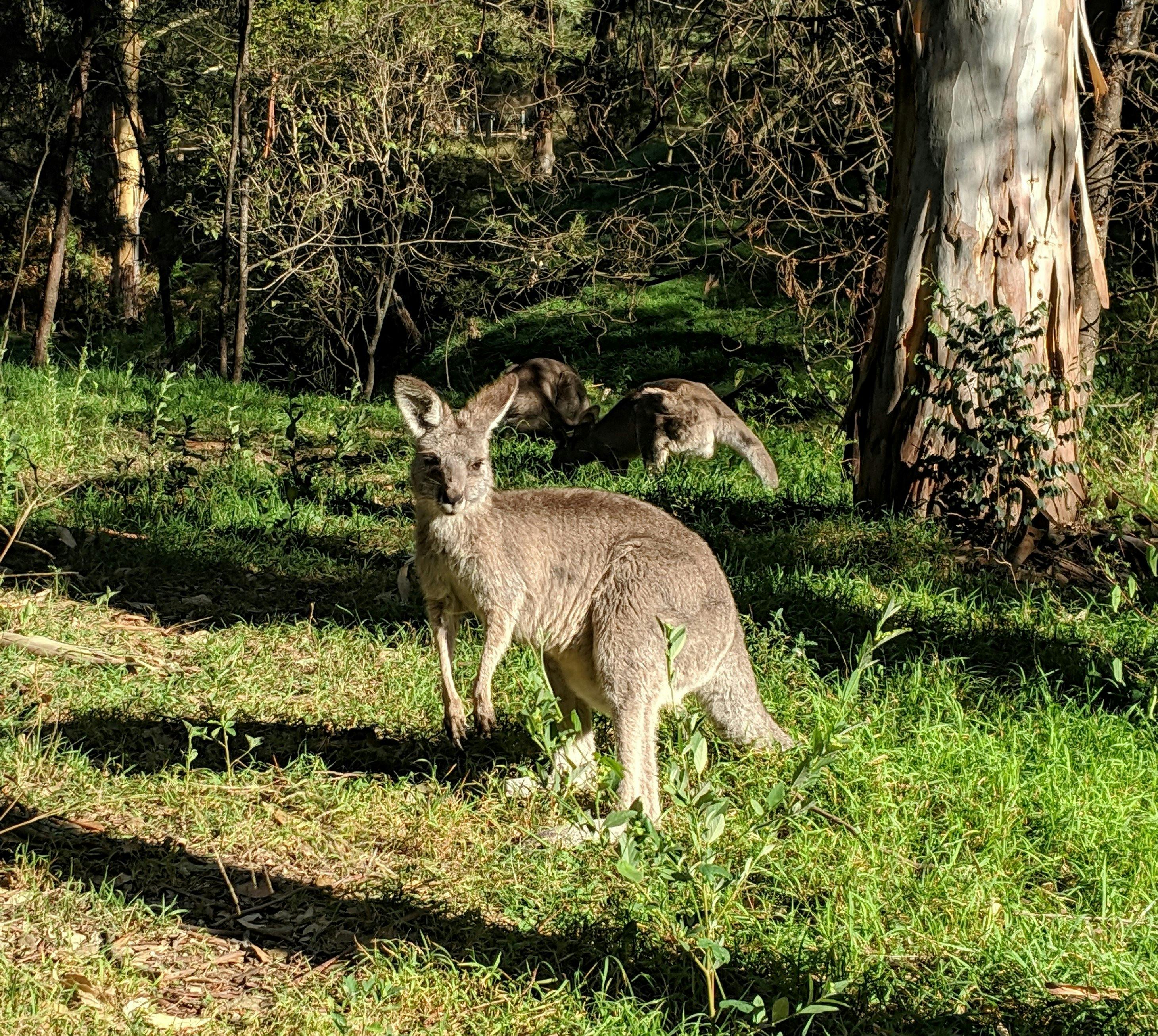 Spot wild kangaroos in the deep Blue Mountains