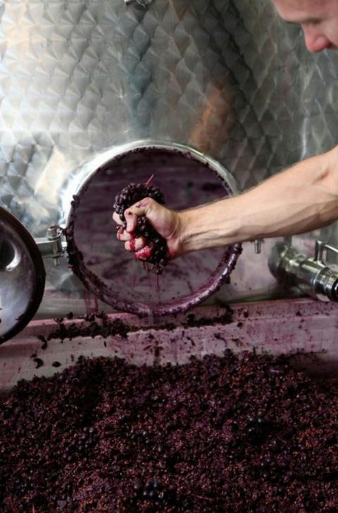 Vine to Wine Experience