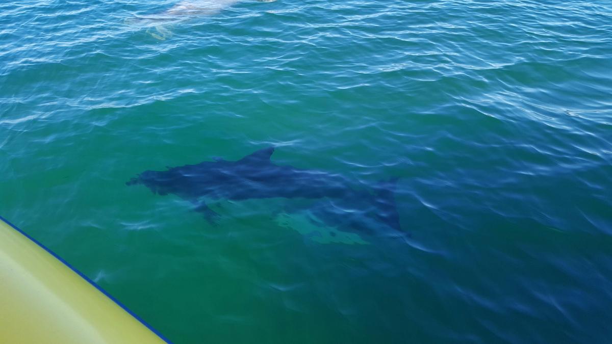 Dolphins