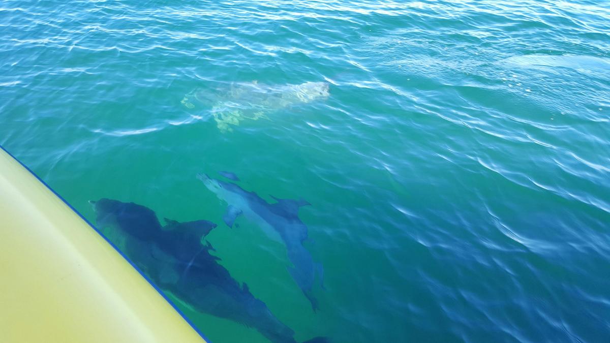 Dolphins at the boat