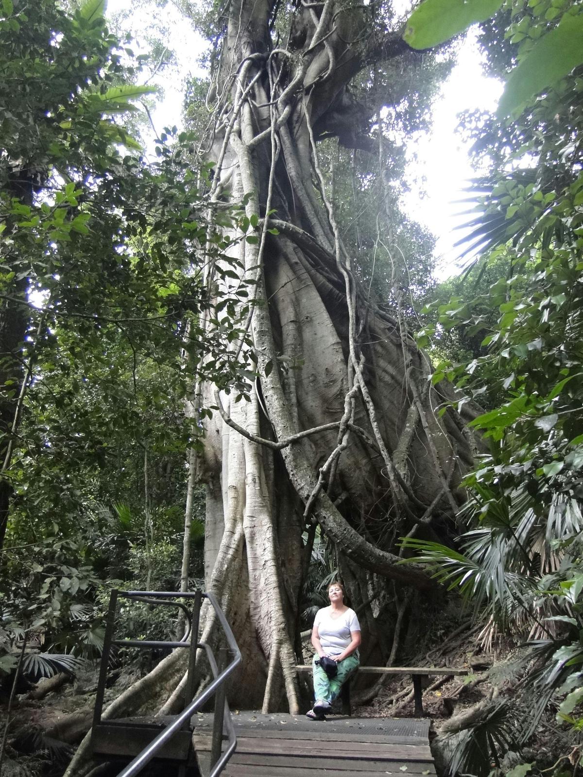 Minammurra Rainforest