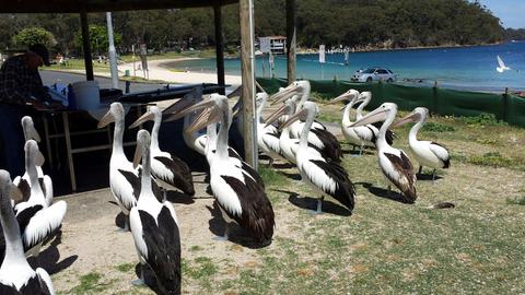 Pelicans in Nelsons Bay