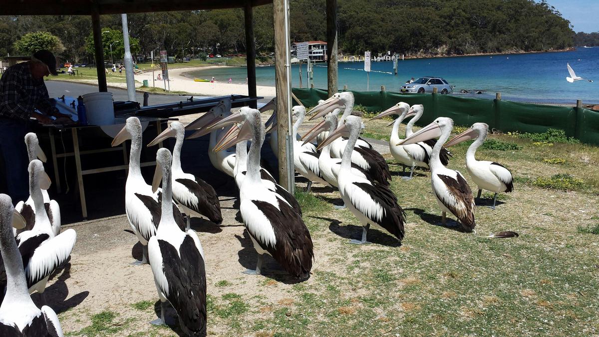 Pelicans in Nelsons Bay
