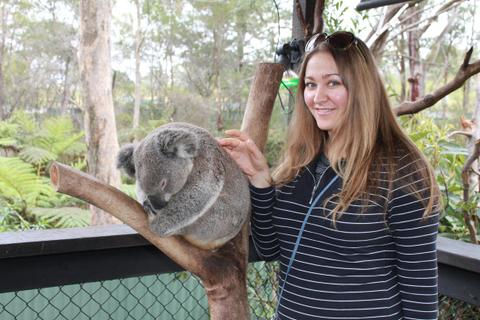 Koala photo session