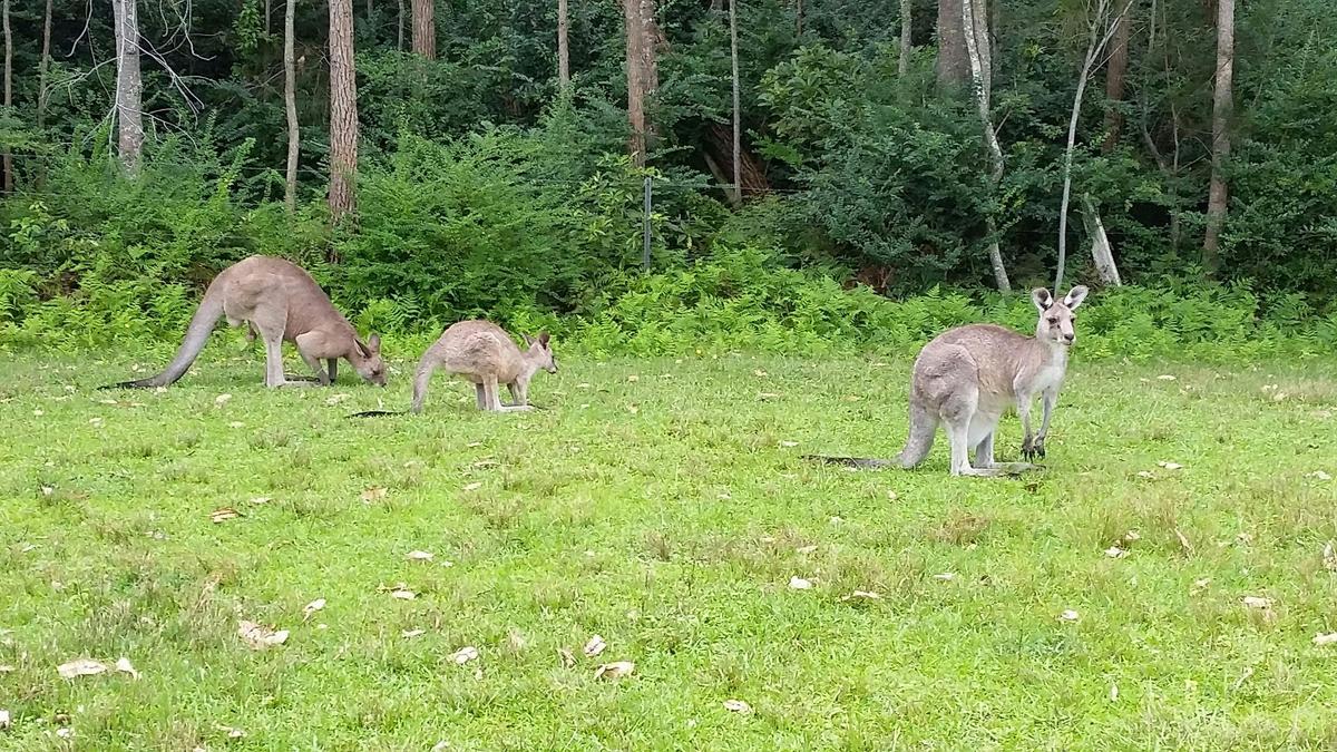 Blue Mountains Kangaroo