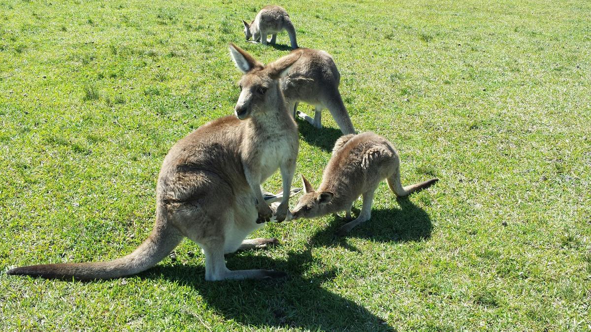 Wild Kangaroos