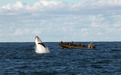 Whale breaching Ocean Extreme