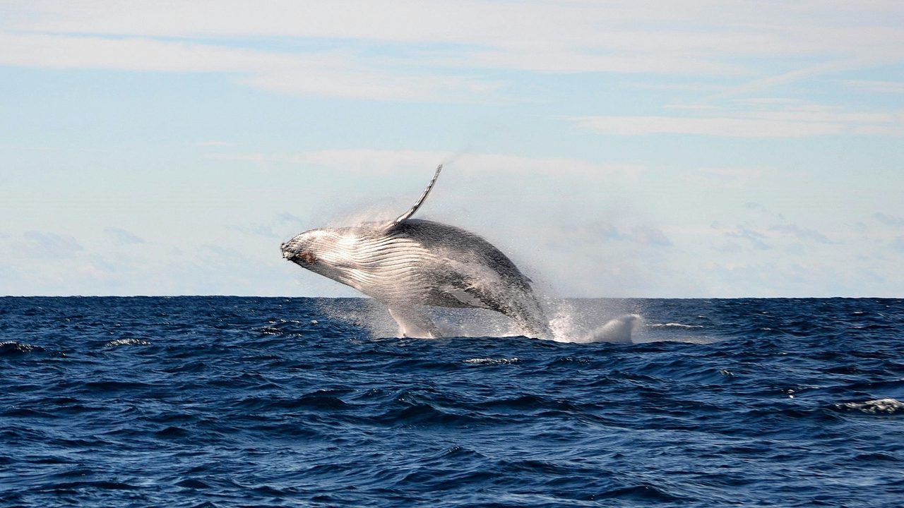 Captured from their Whale Watching Safari