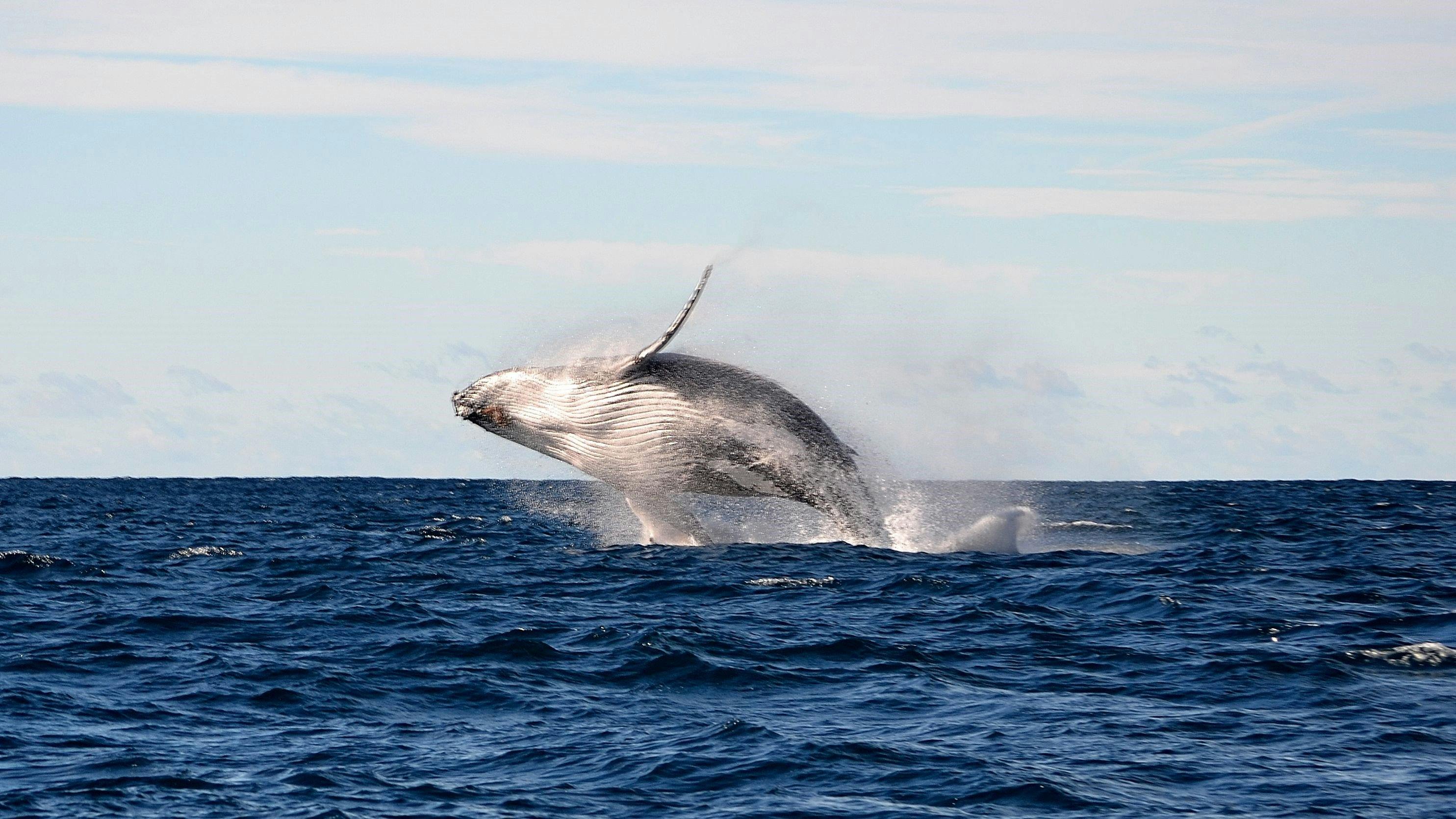 Captured from their Whale Watching Safari