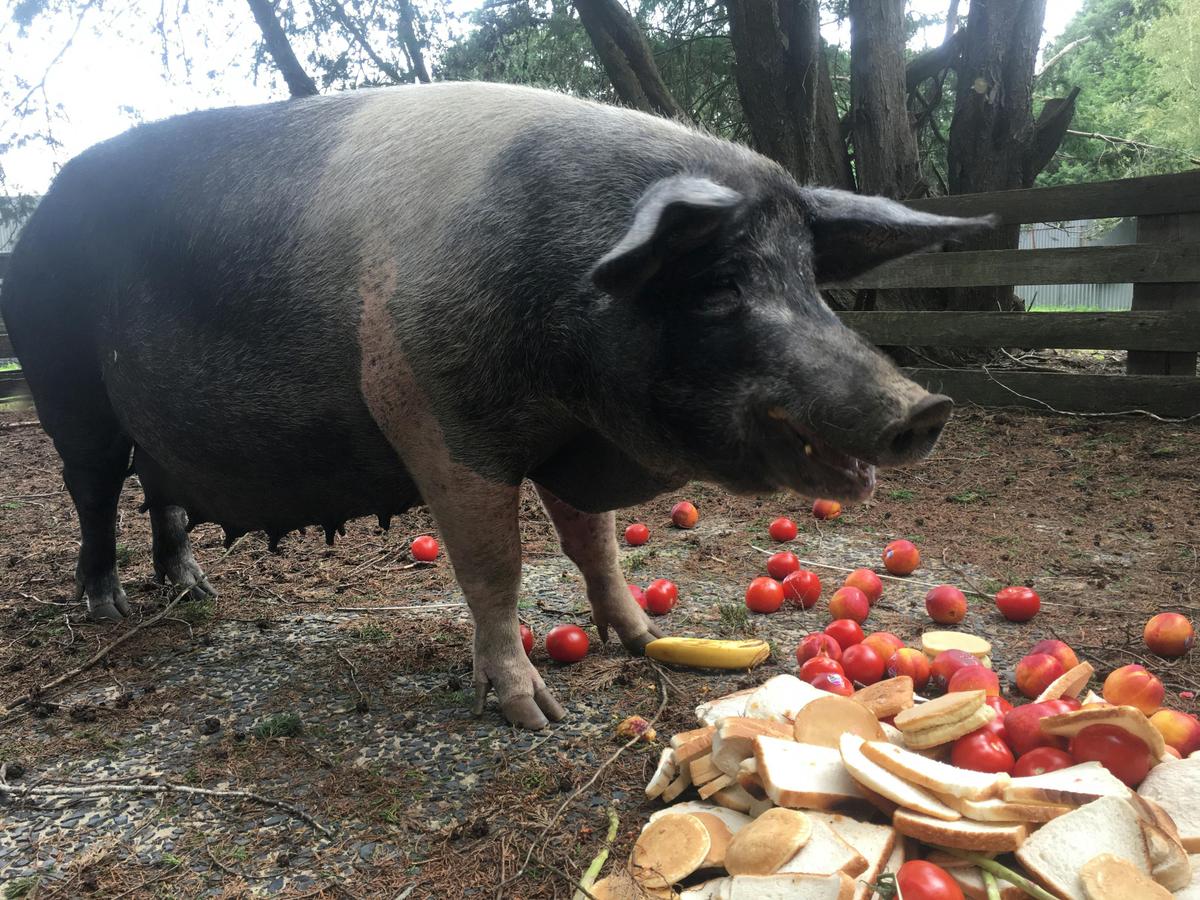 Heritage breed pigs enjoy a healthy diet