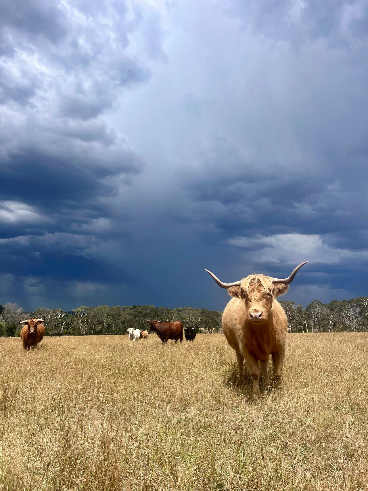 Highland cows ahead of a storm