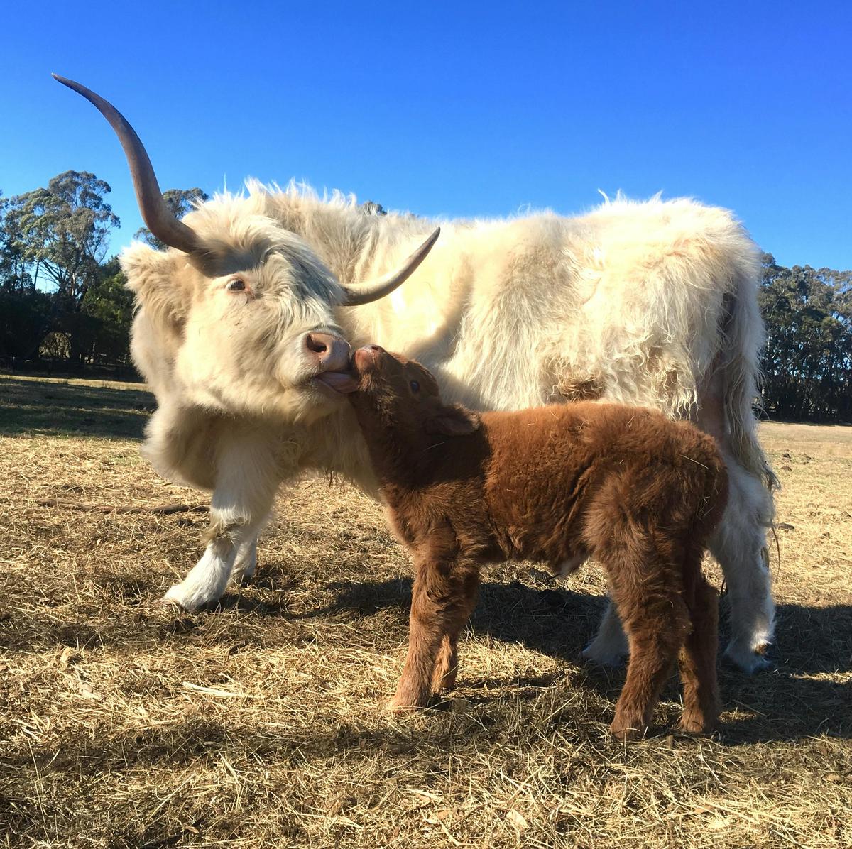 Highland cow 'Bonnie' and calf