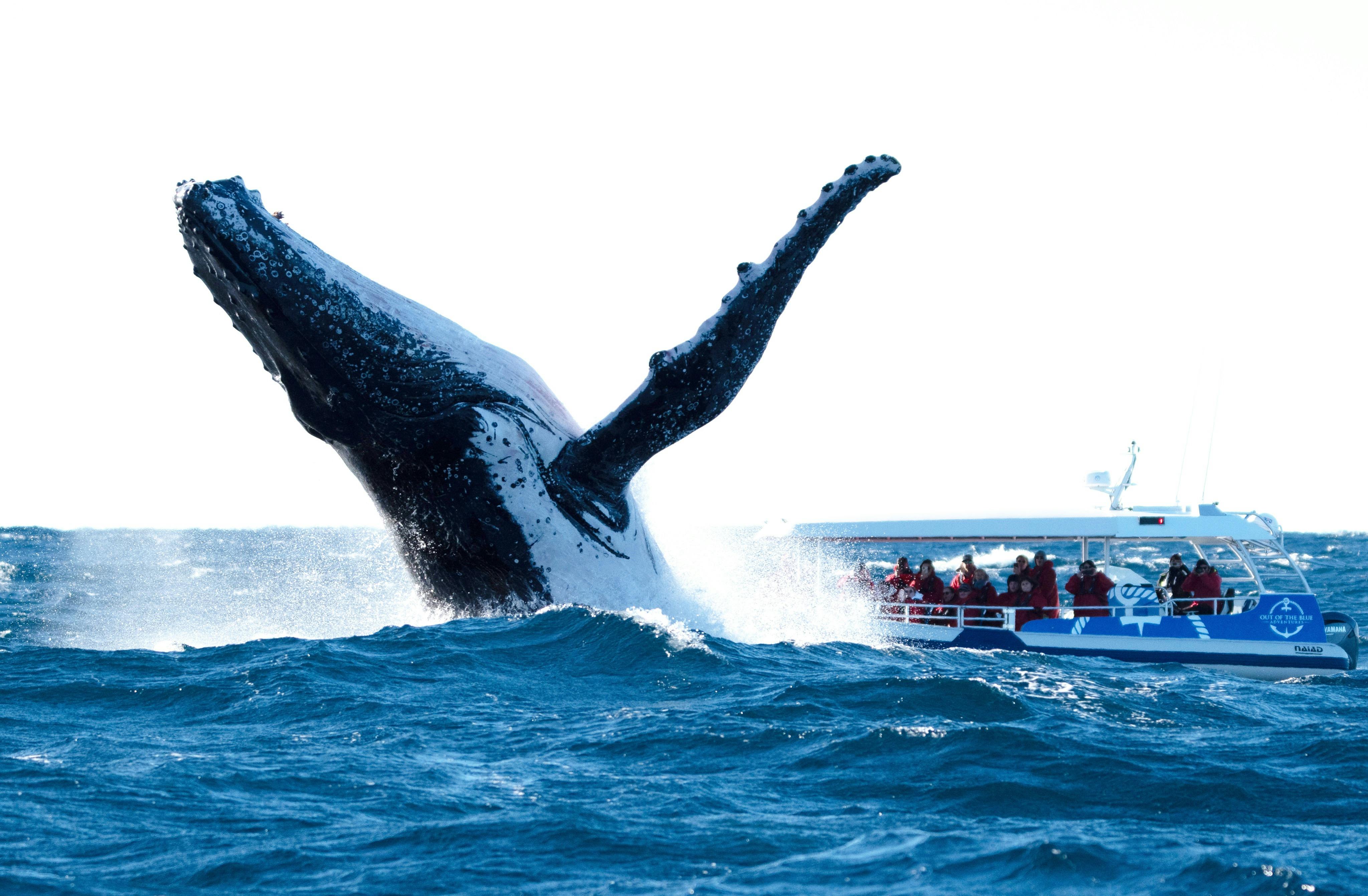 Humpback whale breaching in front of our vessel