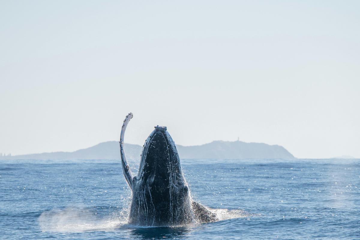 Whale waving to guests with Cape Byron in the distance