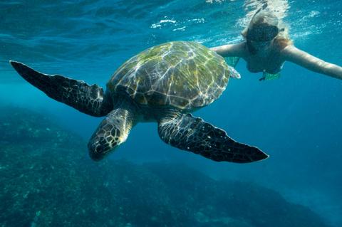 Turtle Julian Rocks