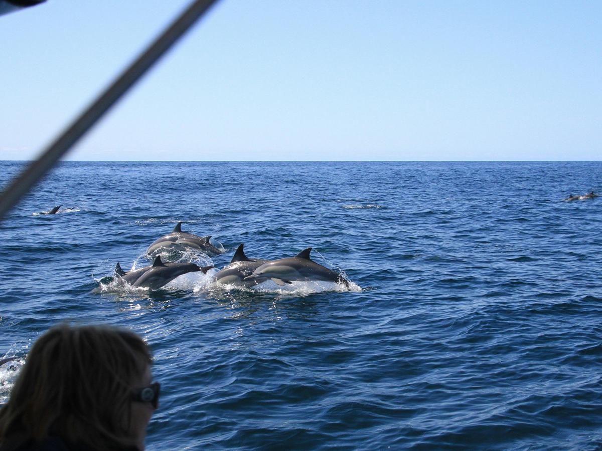 pods of dolphins playing beside the boat