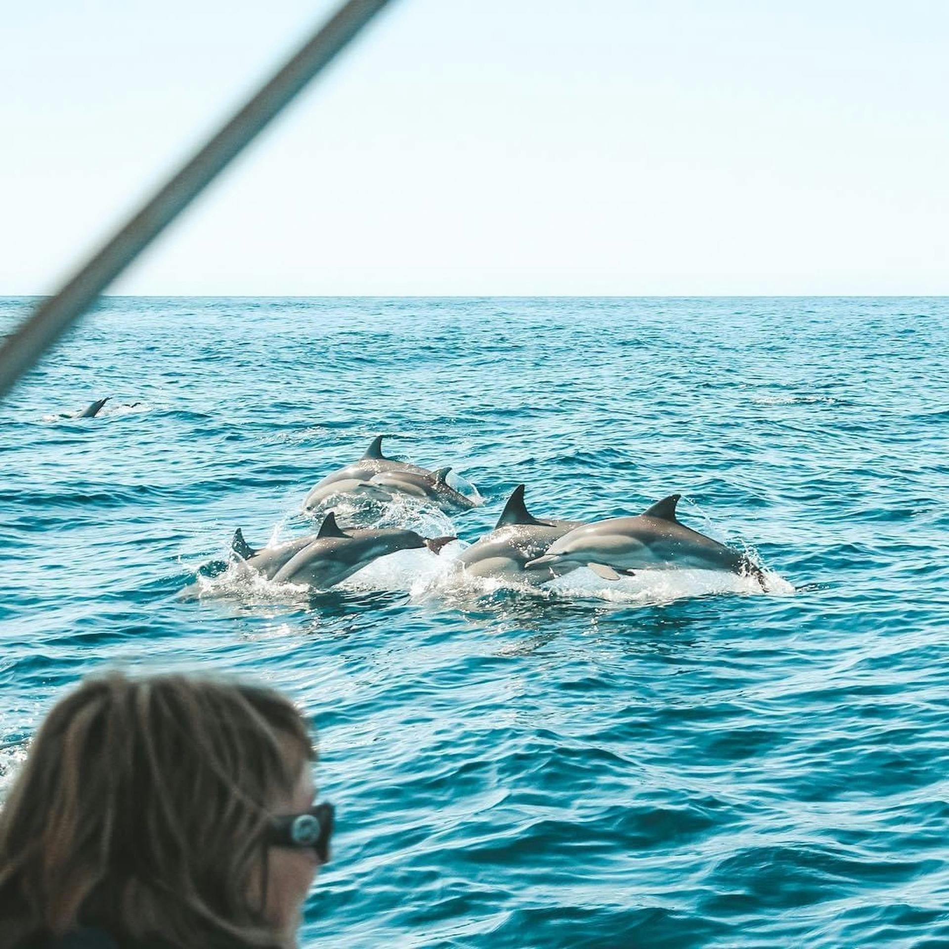 dolphin cruise