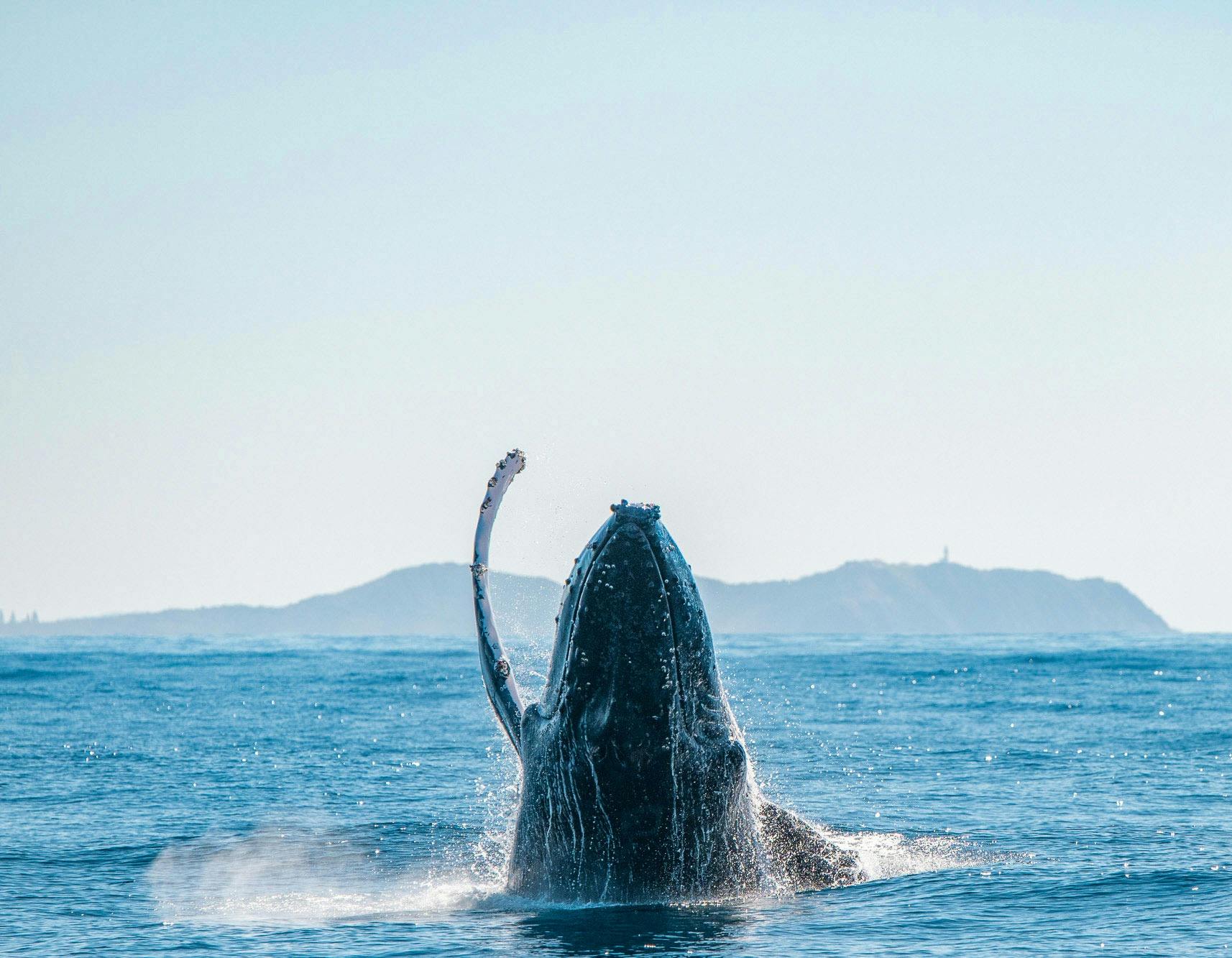 Humpback Whale breaching with Byron Bay Lighthouse in background