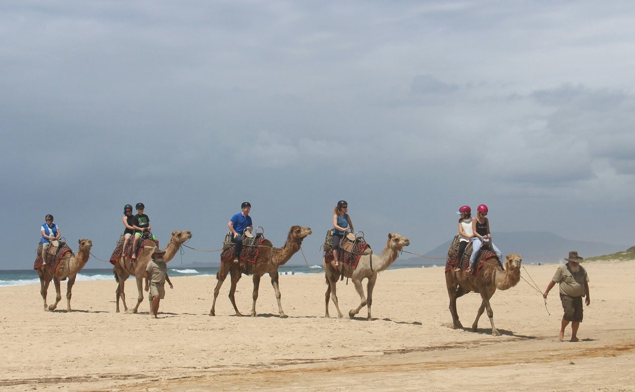 Port Macquarie Camel Safaris
