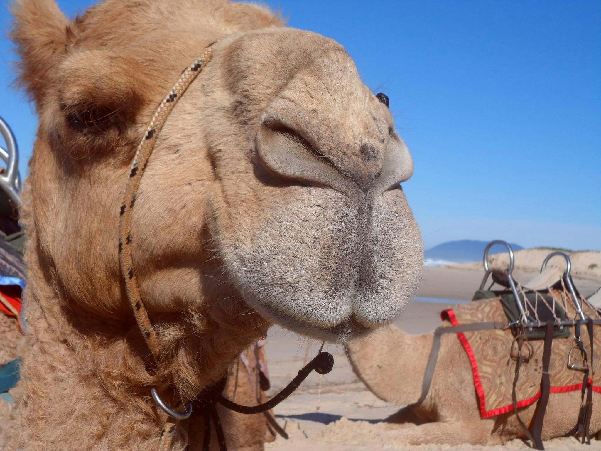 Port Macquarie Camel Safaris