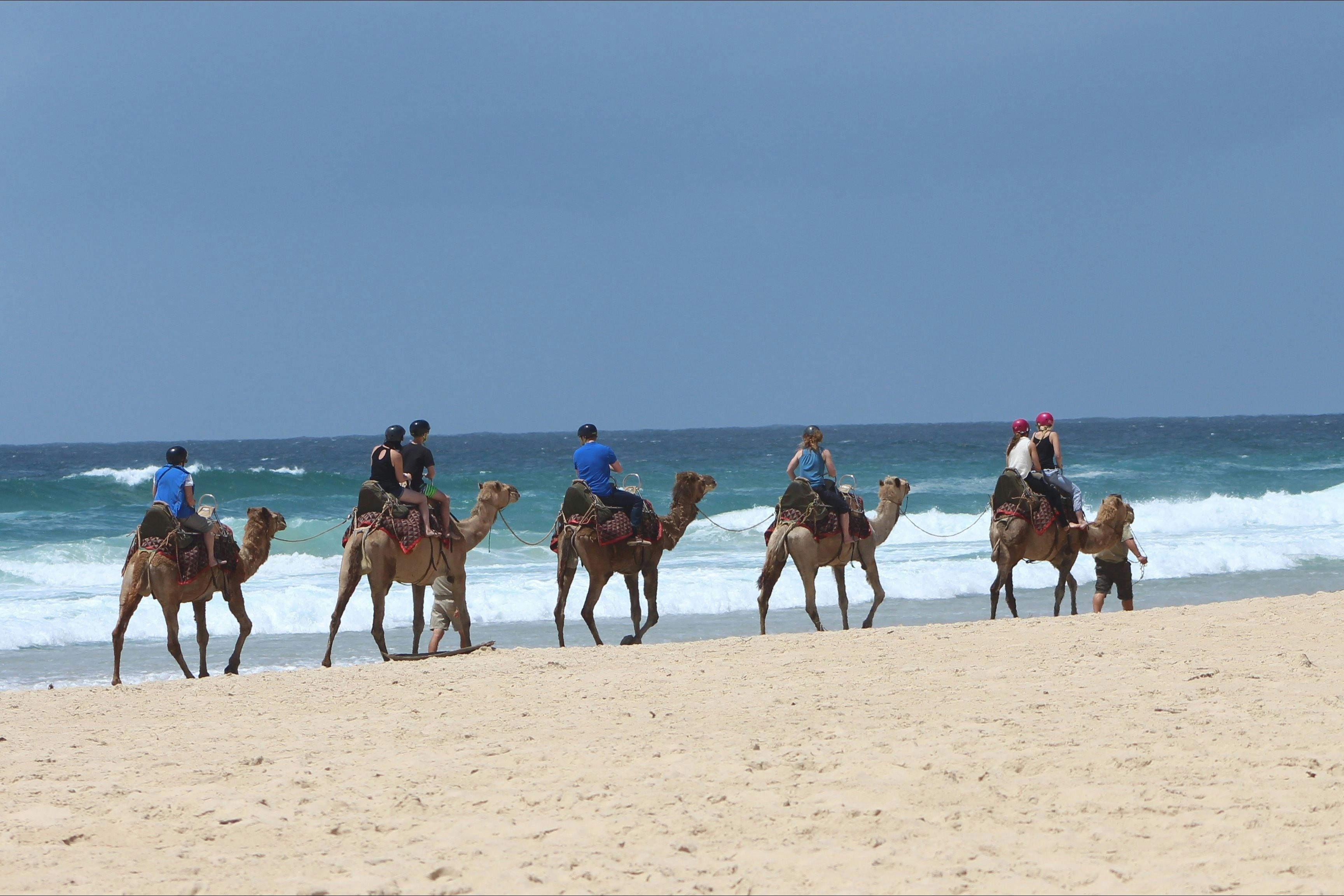 Port Macquarie Camel Safaris
