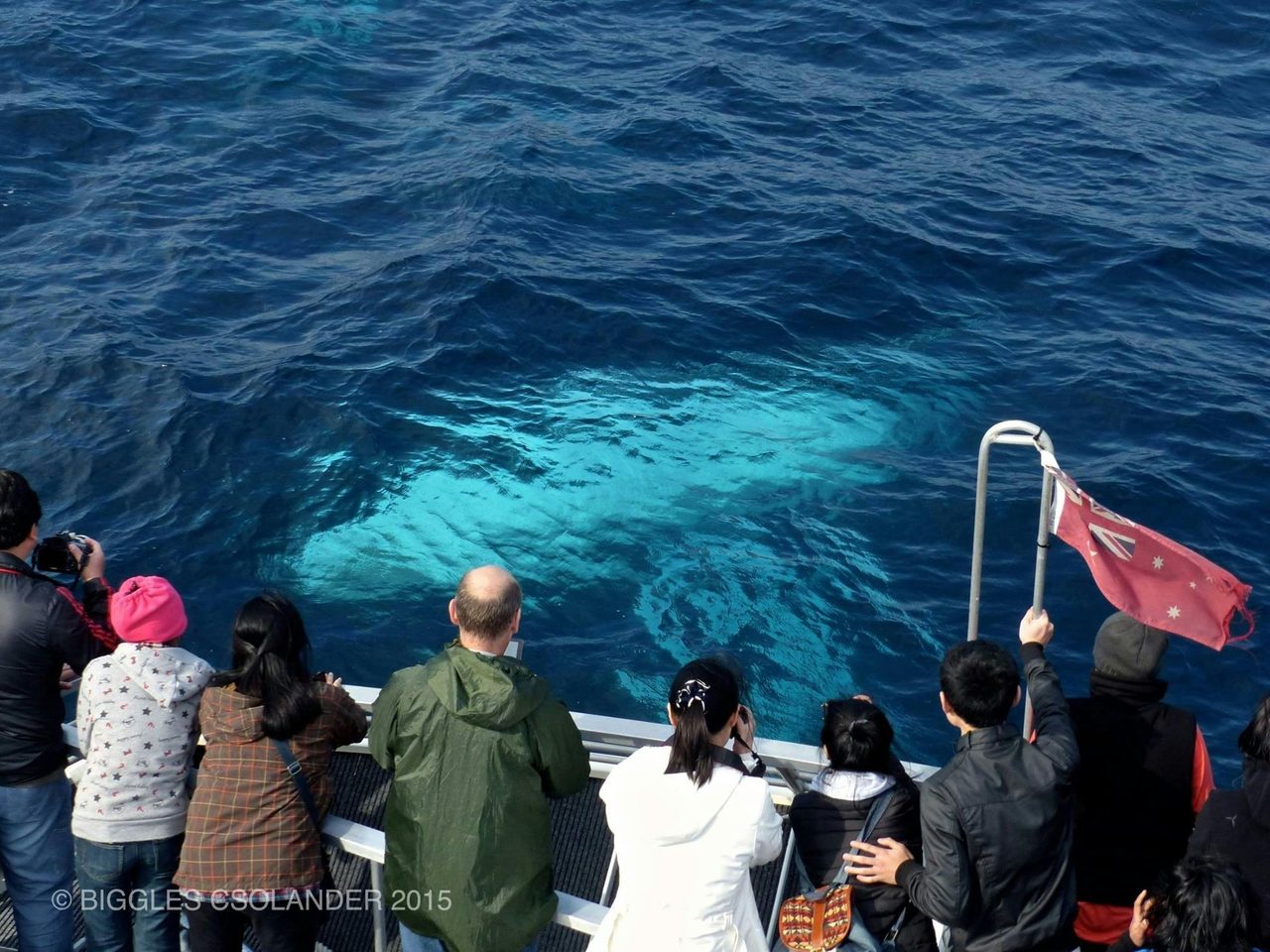 Up close humpback