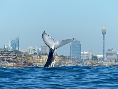 Oz Whale Watching