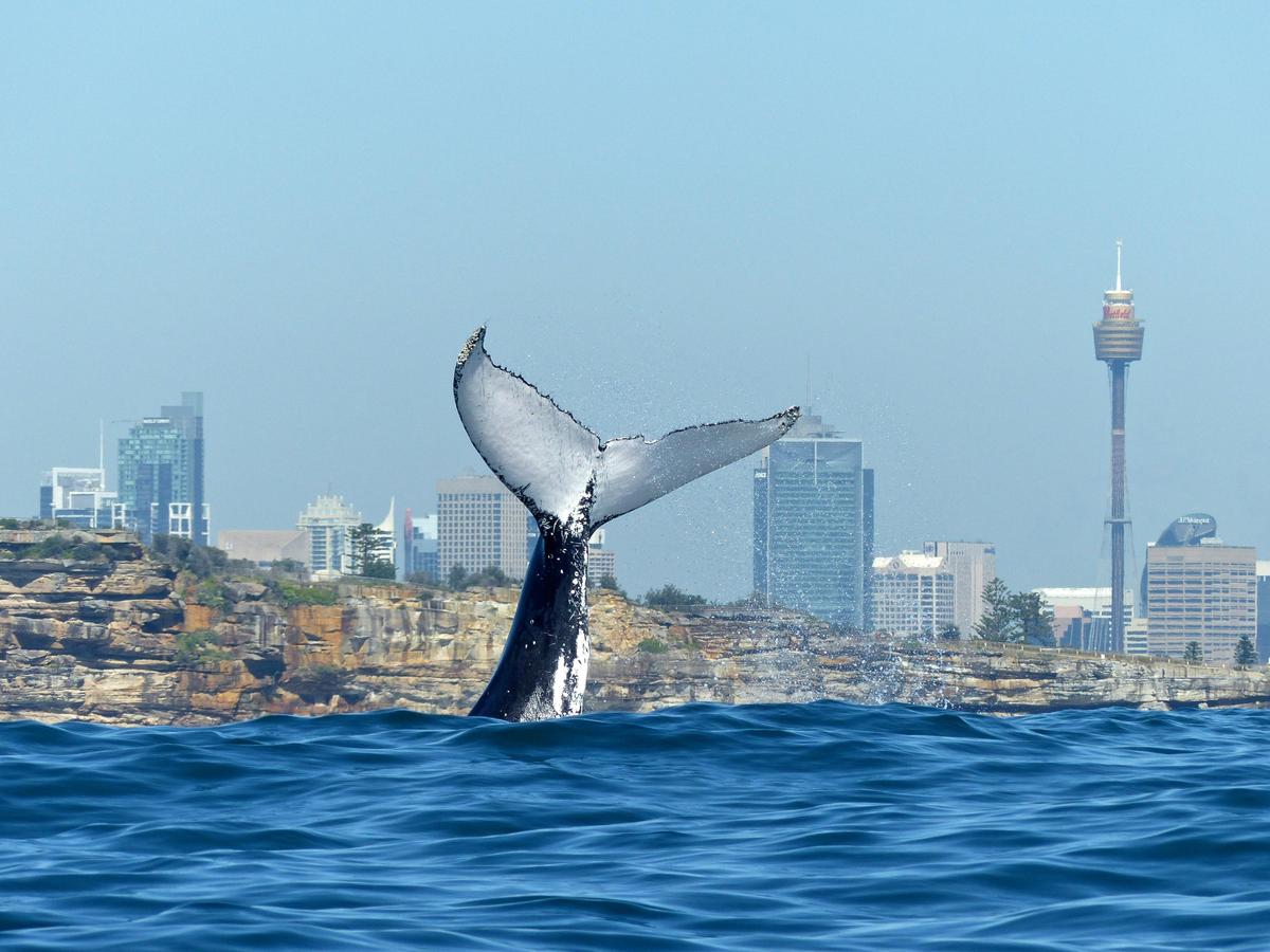 Fluke Up dive