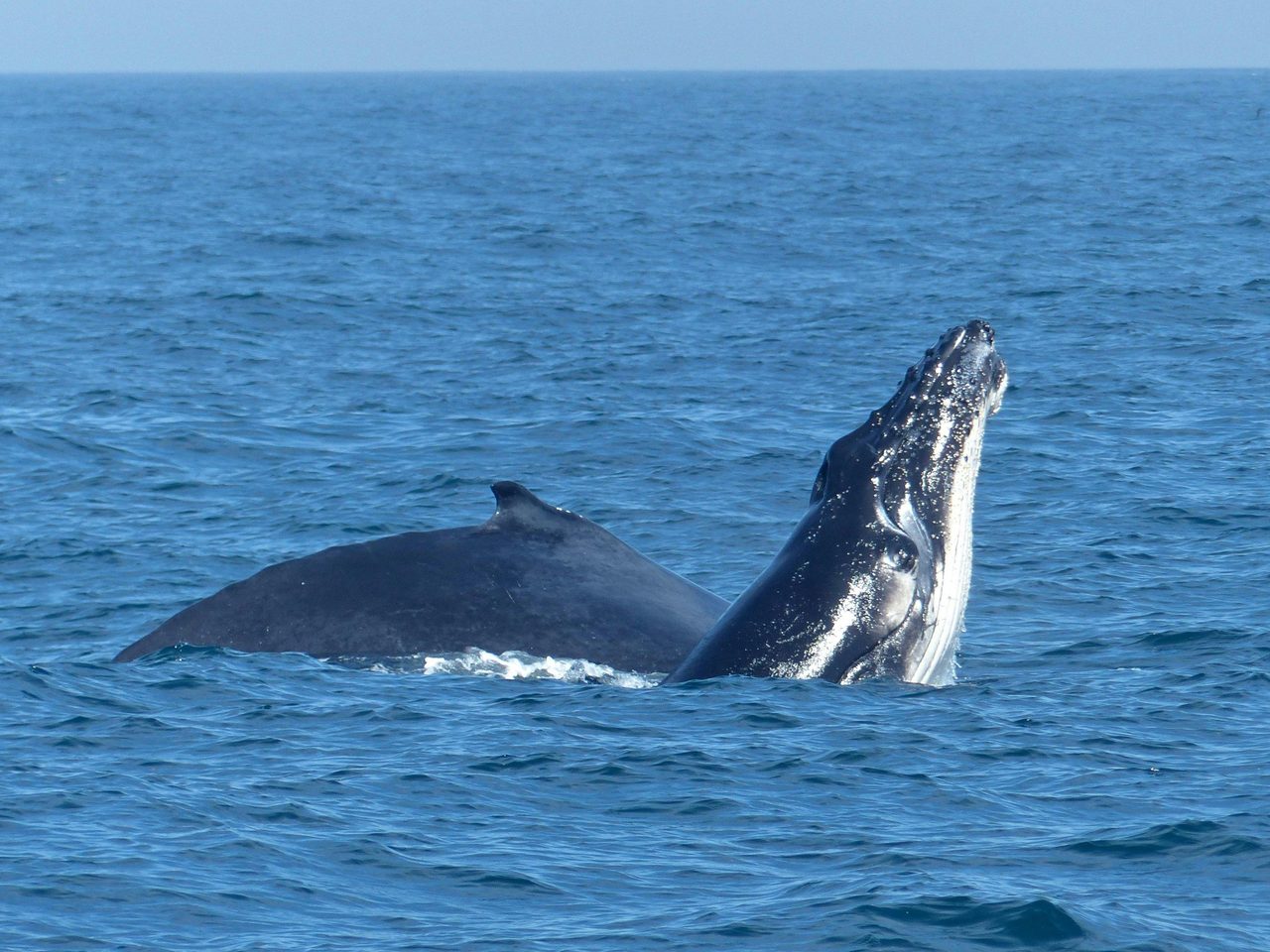 Mother and Calf
