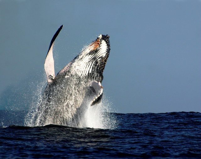 Oz Whale Watching