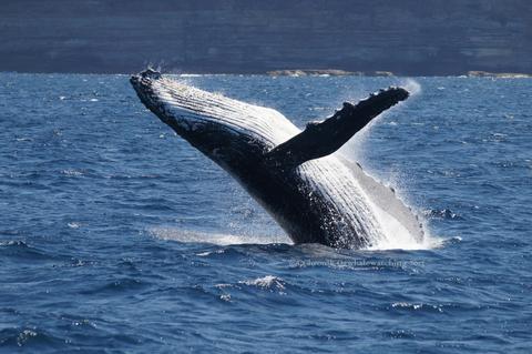 Oz Whale Watching