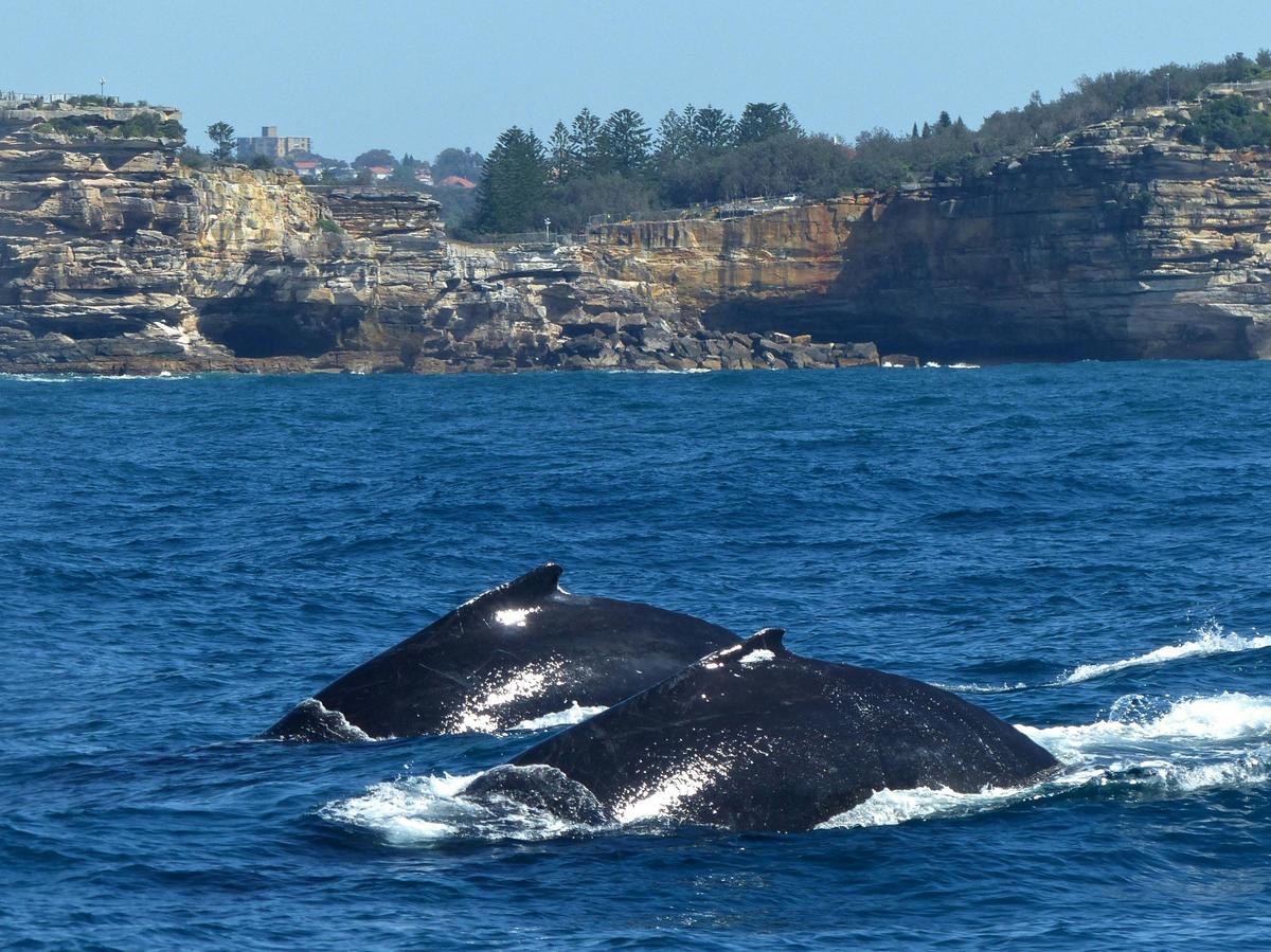 Humpback Whales Migrating