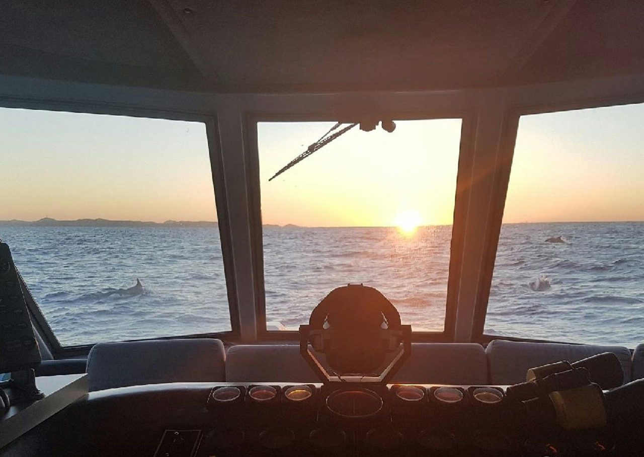Dolphins riding the bow of vessel 'The Princess'.