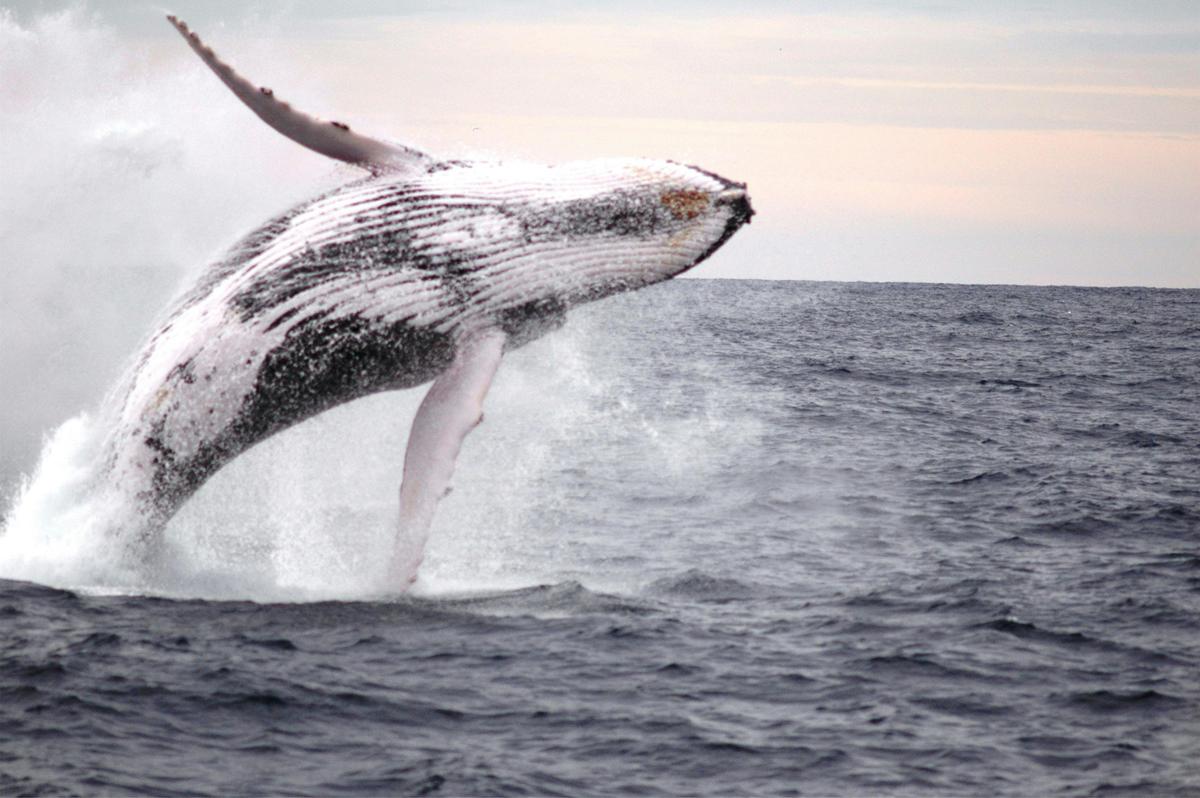 Humpback breaching