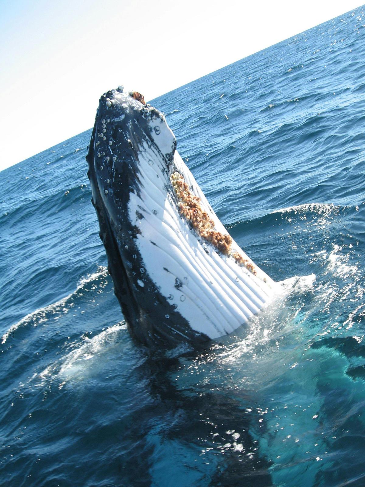 Humpback