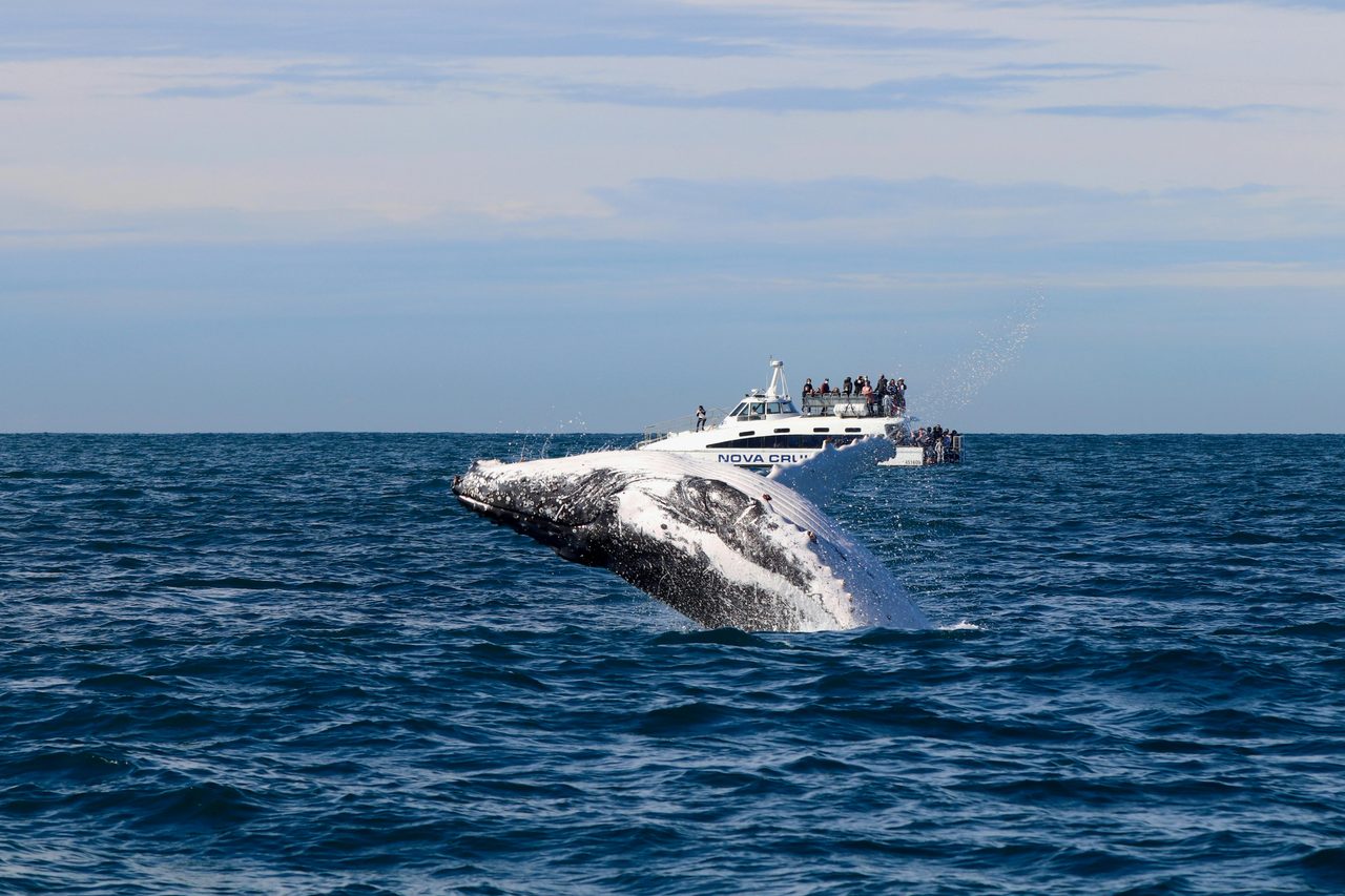 Whale