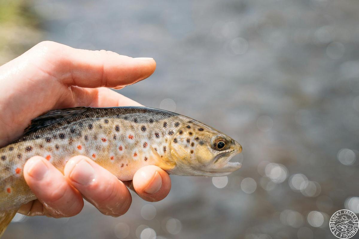 High country brown trout