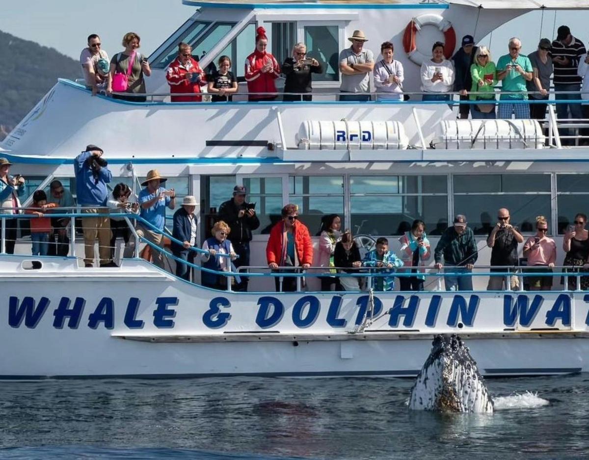 Port Stephens Whale Adventure, departing Newcastle