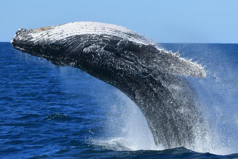 Whale Watching Shellharbour
