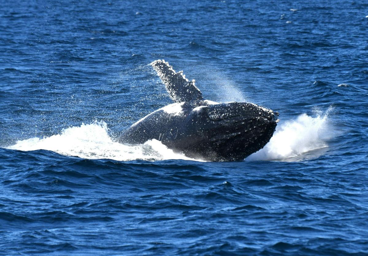 Whale splashes in the oceann at Shellharbour