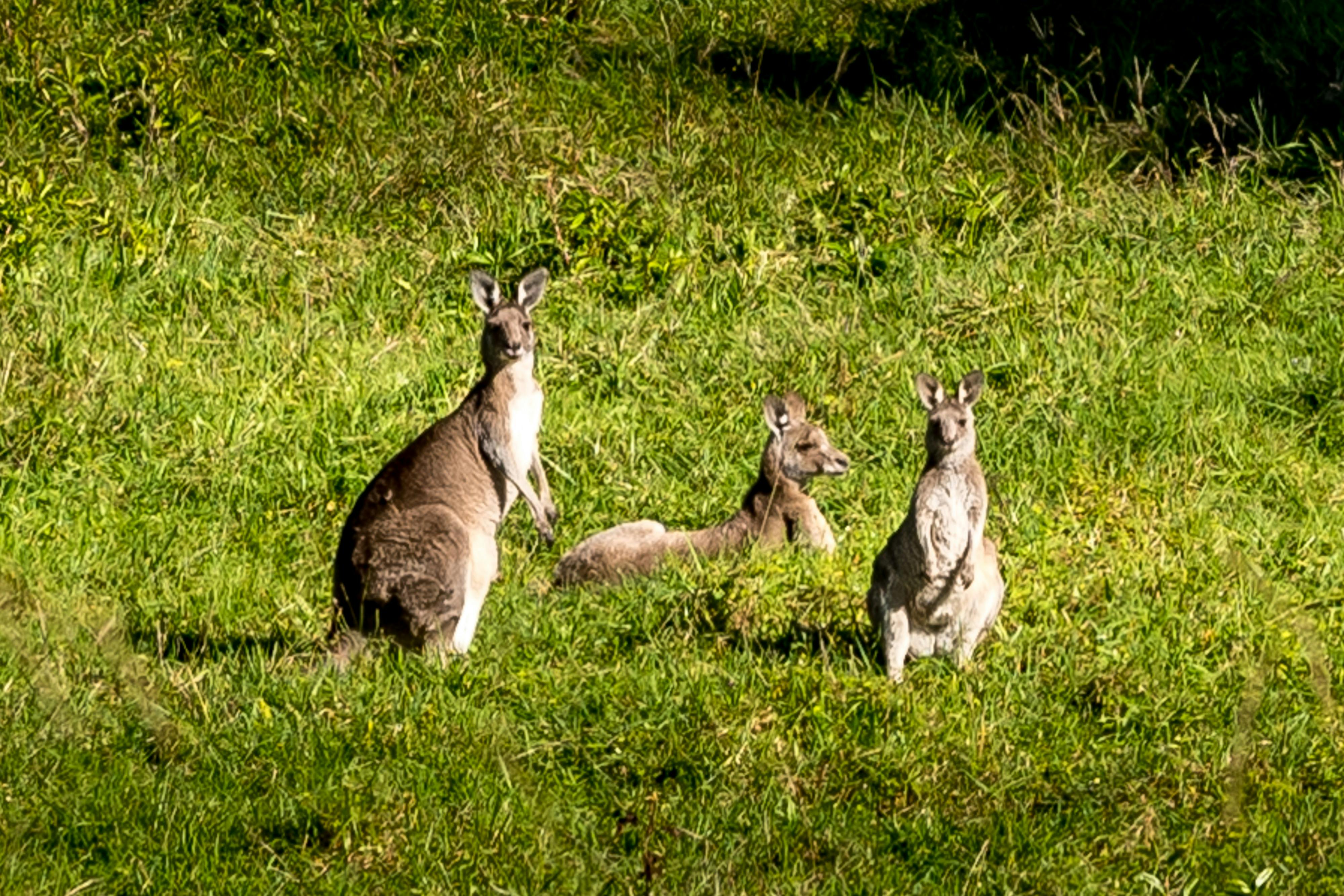 Spot kangaroos in the wild Picture Me Day Tours