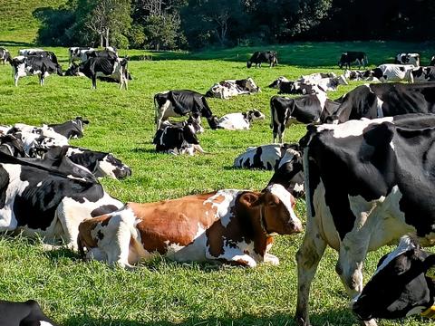 Dairy farmlands of Jamberoo