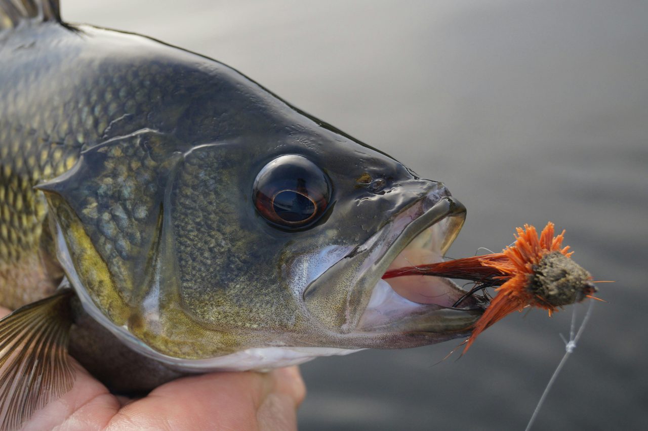 Fly Fishing for Australian Bass