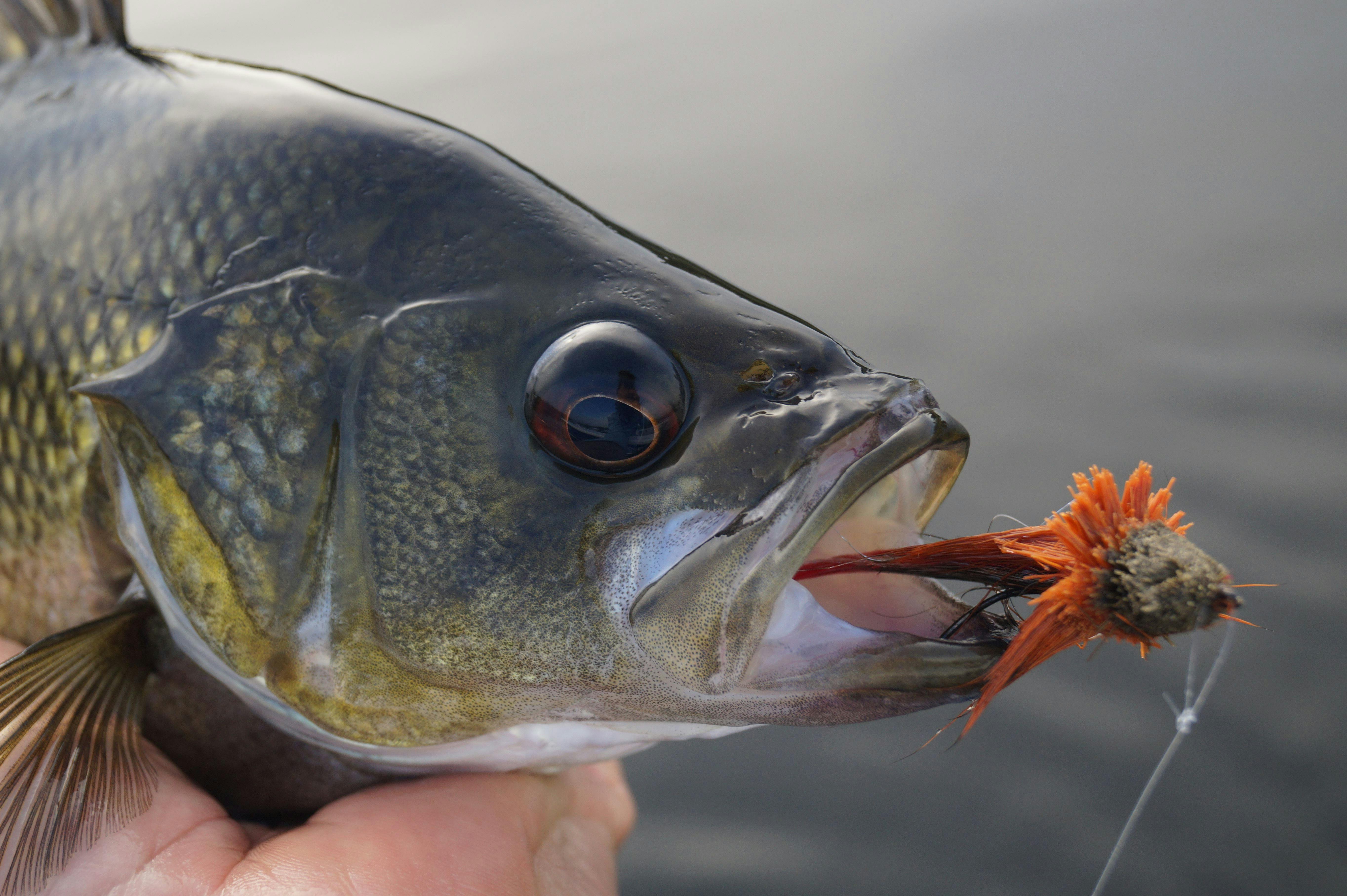 Fly Fishing for Australian Bass