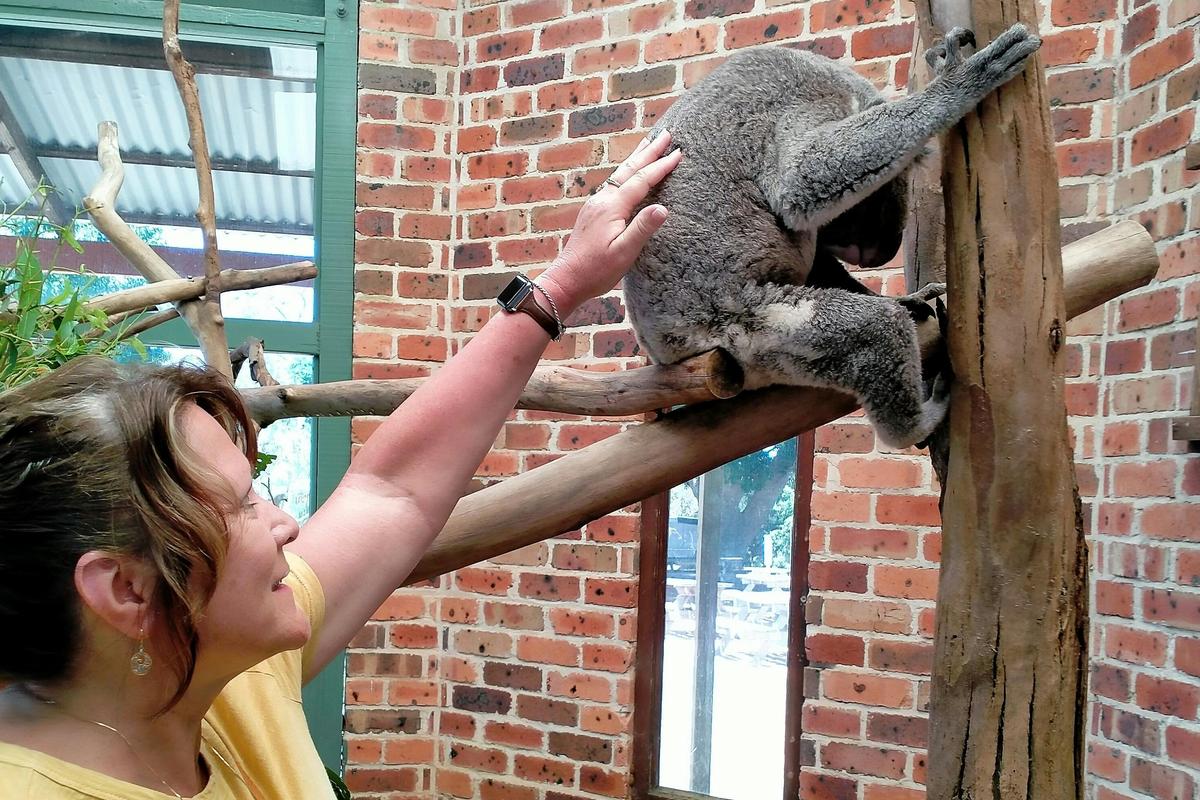 Pata koala with Picture Me Sydney Tours